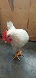 公鸡