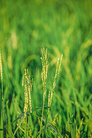 麦苗
