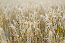 小麦