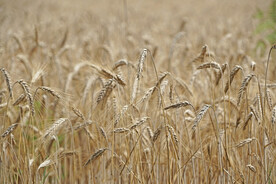 小麦