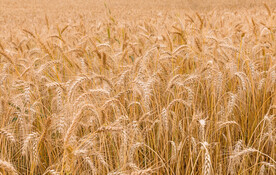 小麦