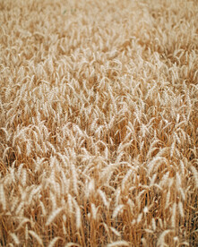 小麦 