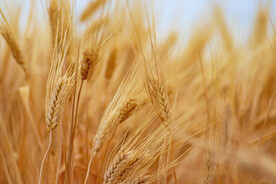 小麦