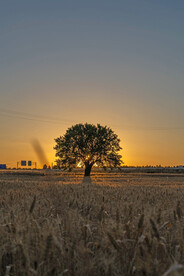 麦地 麦子 作物 丰收