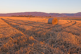 收割过的麦茬地