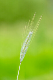 小麦 