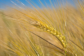 小麦 