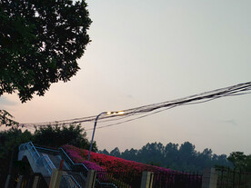 天桥上的三角梅