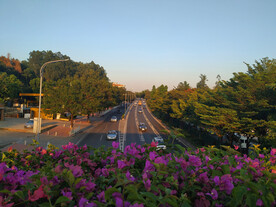 三角梅下的公路