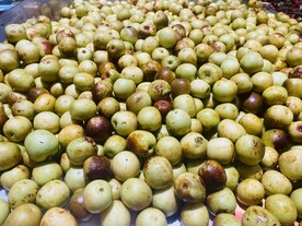 冬枣  摄影图片