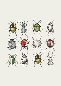 夏季常见昆虫甲虫七星瓢虫标本