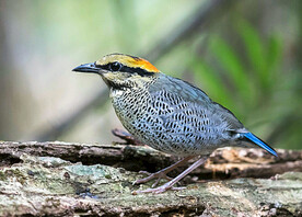 蓝斑色鸫图