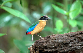 蓝翅八色鸫图