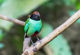 绿胸八色鸫图
