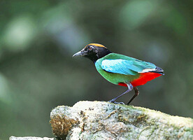 绿胸八色鸫图