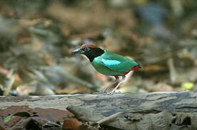 绿胸八色鸫图