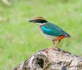 仙八色鸫图仙八色鸫图