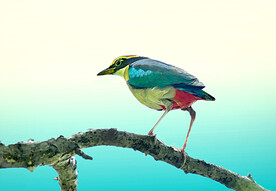 仙八色鸫图