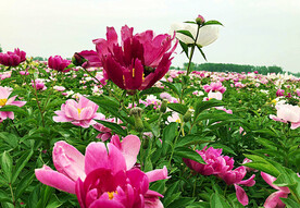 芍药花开