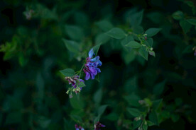 泰山上不知名的小花