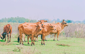 牛群 