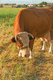 散养牛 公牛 母牛 奶牛 牧场