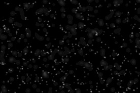 雪花碎片粉尘粒子下落图片素材 