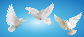 矢量白鸽