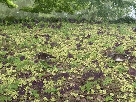 公园一角杂草路面