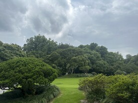 公园林荫草地风景