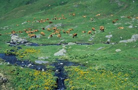 山坡放牧