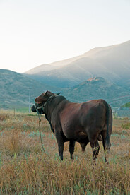 大山里的黑公牛