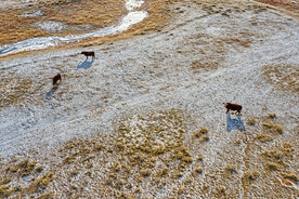 无人机拍摄的牛