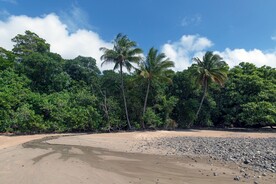 沙滩上的椰子树