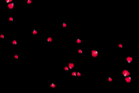 飘落花瓣鲜花漂浮元素图片 