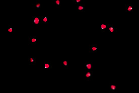 飘落花瓣鲜花漂浮元素图片 