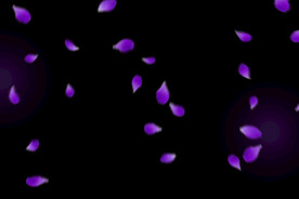 飘落花瓣鲜花漂浮元素图片 