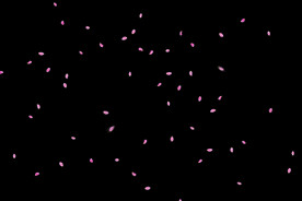 飘落花瓣鲜花漂浮元素元素图片 