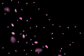 飘落花瓣鲜花漂浮元素图片 