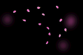 飘落花瓣鲜花漂浮元素图片 