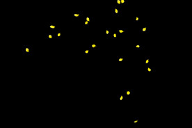 飘落花瓣鲜花漂浮元素图片 