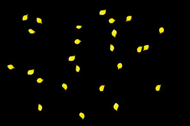 飘落花瓣鲜花漂浮元素图片 