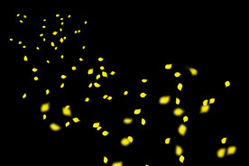 飘落花瓣鲜花漂浮元素图片 