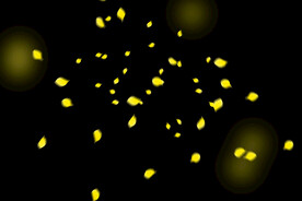 飘落花瓣鲜花漂浮元素图片 