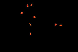 飘落花瓣鲜花漂浮元素图片 