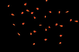 飘落花瓣鲜花漂浮元素图片 