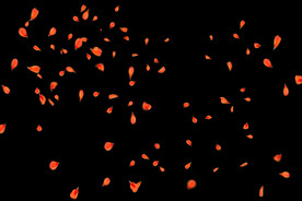 飘落花瓣鲜花漂浮元素图片 