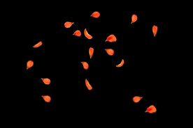 飘落花瓣鲜花漂浮元素元素图片 