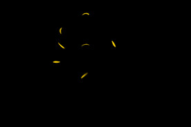 飘落花瓣鲜花漂浮元素图片 