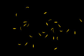 飘落花瓣鲜花漂浮元素图片 